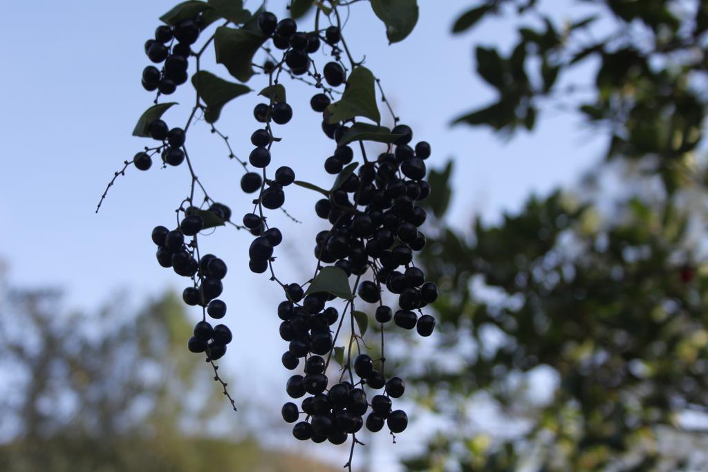 فيلا Quinta De Sao Joao Poios المظهر الخارجي الصورة